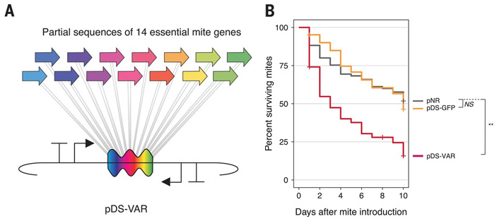 Рис. 4. Генно-модифицированные бактерии с плазмидой pDS-VAR