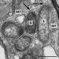 Бактерия <i>Wolbachia</i> — «серый кардинал» мира насекомых