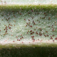 Рис. 1. Подорожник ланцетолистный (Plantago lanceolata)