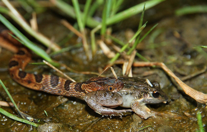 Рис. 1. Трансамериканский кошачьеглазый уж (Leptodeira septentrionalis) поедает лягушку