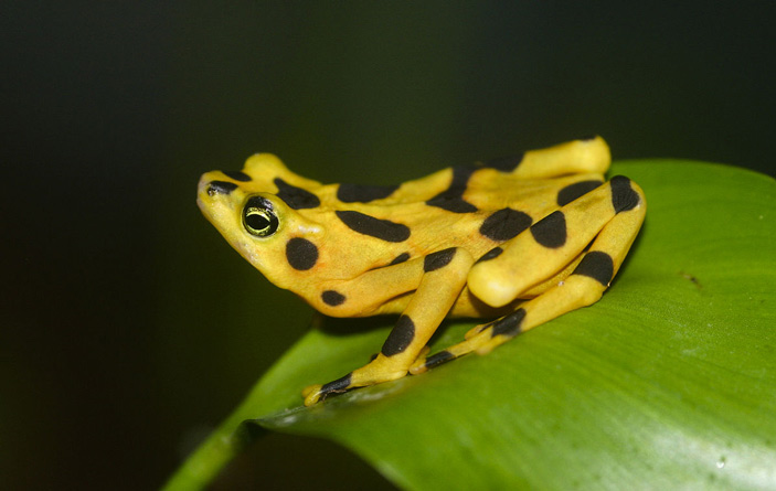 Рис. 3. Ателоп Цетека (Atelopus zeteki)