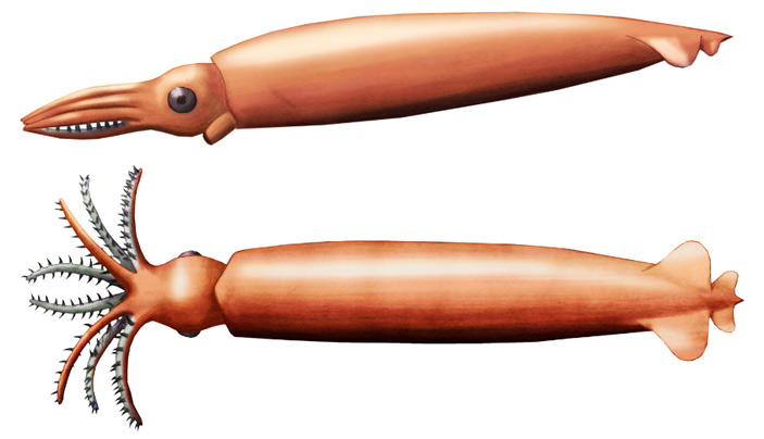Рис. 2. Реконструкция внешнего вида Plesioteuthis