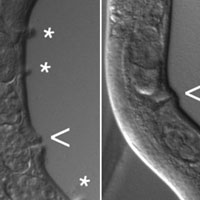 Одна из мутаций, изучавшихся в обсуждаемой работе, нарушает работу гена lin-31, участвующего в регуляции развития половой системы