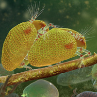 Рис. 1. Кусок бирманского янтаря с группой остракод