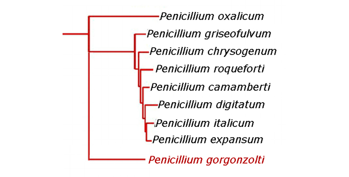 Филогенетическое древо некоторых видов Penicillum
