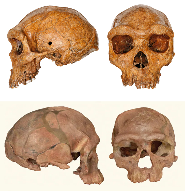 Рис. 1. Череп из Брокен Хилл и череп из Джебель Ирхуда