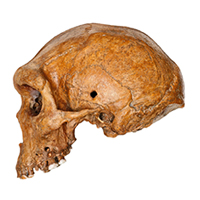 Рис. 1. Череп из Брокен Хилл и череп из Джебель Ирхуда