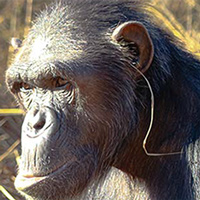 Разнообразие проявлений культуры у животных