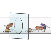 Рис. 1. Дизайн эксперимента по выявлению у дрозофил способности к копированию выбора полового партнера