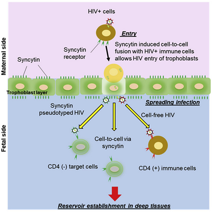 Распространение ВИЧ