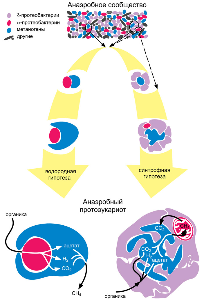 Рис. 2. Водородная и синтрофная гипотезы