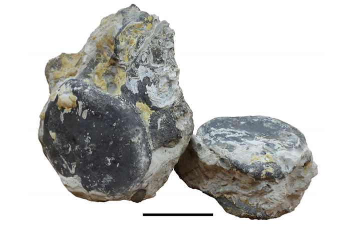 Рис. 1. Позвонки, найденные А. Выдриком в Песковском карьере в 1997 году