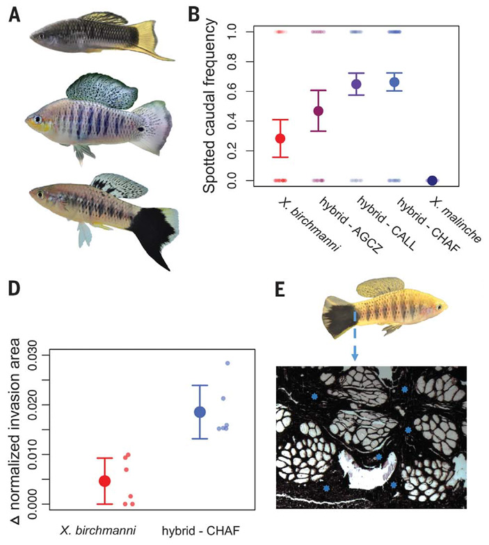 Рис. 2. Межвидовая гибридизация X. malinche и X. birchmanni