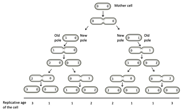Рис. 4. Концепция старых и молодых полюсов
