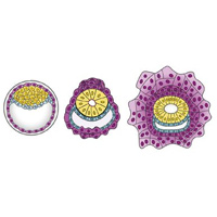 Раннее развитие человека