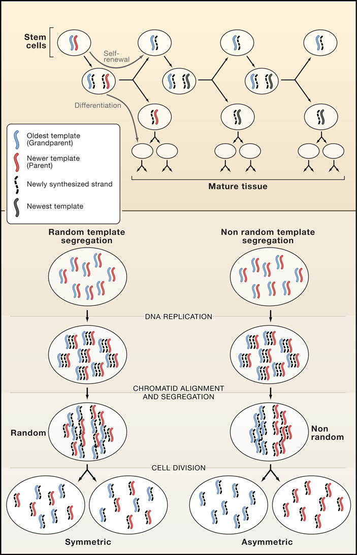 Рис. 7. Модель сегрегации нитей ДНК в стволовых клетках человека
