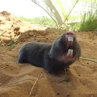 Дамарский пескорой (Fukomys damarensis)