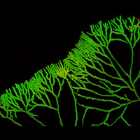 Ветвящийся мицелий гриба Neurospora crassa