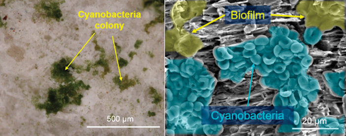 Рис. 3. Колонии цианобактерий, выращенные в гипсовой породе