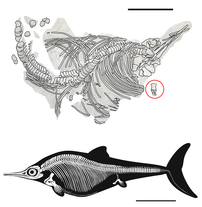 Рис. 3. Прорисовка голотипа нанноптеригия и его реконструкция
