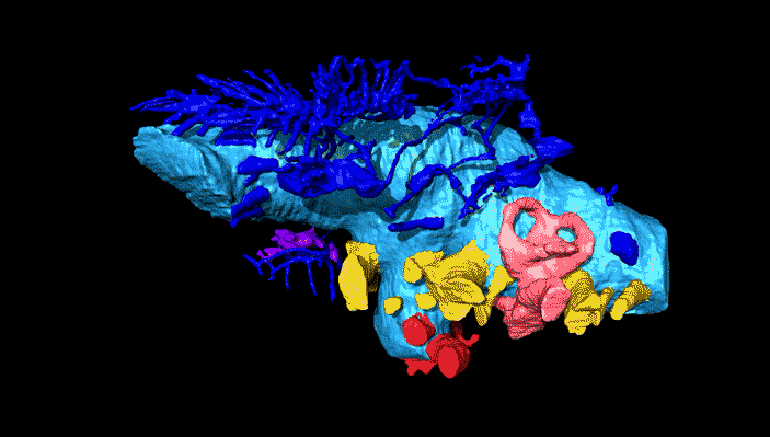 Рис. 3. Трехмерная компьютерная реконструкция эндокаста