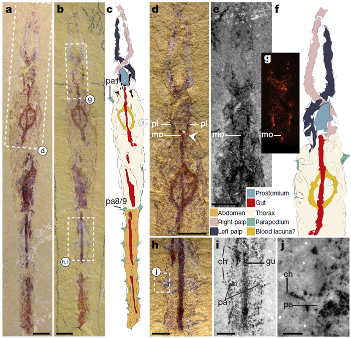 Рис. 4. Типовой экземпляр Dannychaeta tucolus