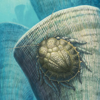 Рис. 1. На реконструкции рядом с лапой триасового динозавроморфа силезавра нарисованы три ополанки (Opolanka decorosa) — беспозвоночные из загадочной группы циклид