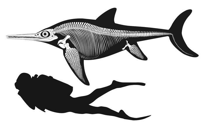 Майаспондил в сравнении с человеком