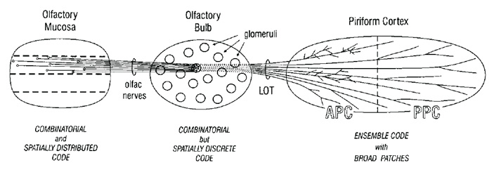 Схема передачи запаховой информации