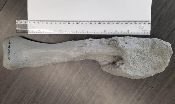 Правая малоберцовая кость Centrosaurus apertus