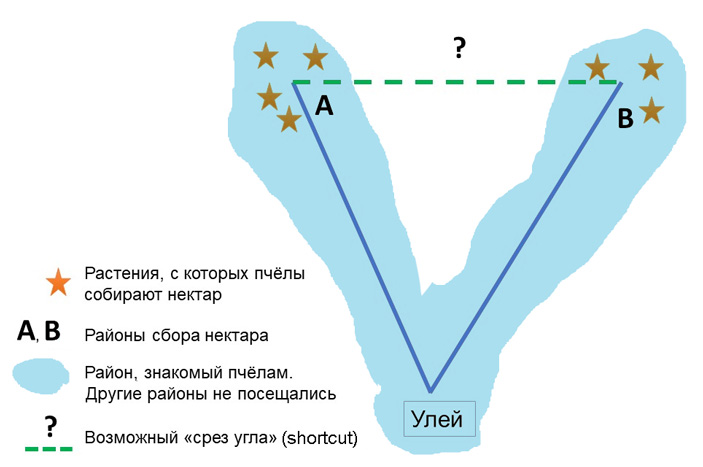 Рис. 2. Иллюстрация «срезания угла» (shortcut)