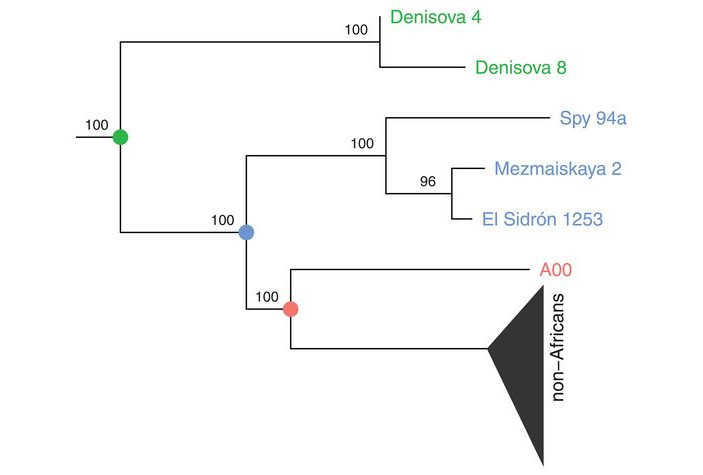 Рис. 3. Филогенетическое дерево, построенное по фрагменту Y-хромосомы