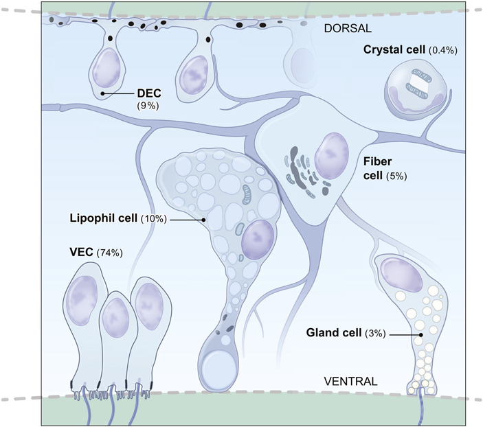 Рис. 2. Типы клеток пластинчатых