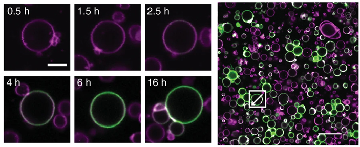 Рис. 6. Динамика синтеза фосфолипидов и присоединения флуоресцентной пробы