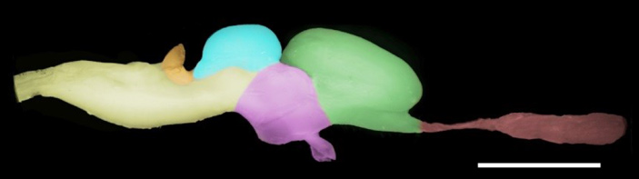 Рис. 2. Головной мозг мадагаскарского земляного геккона (Paroedura picta)