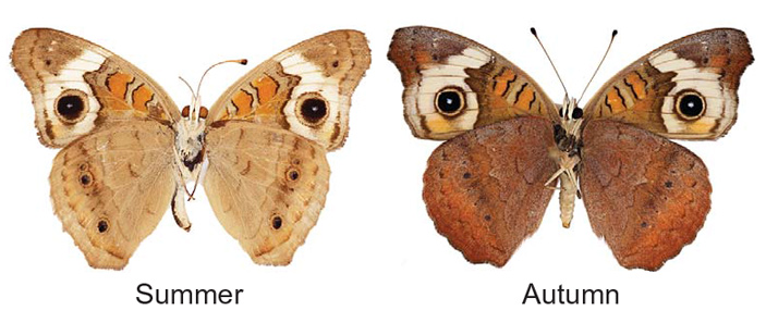 Рис. 1. Фенотипическая пластичность у бабочек Junonia coenia