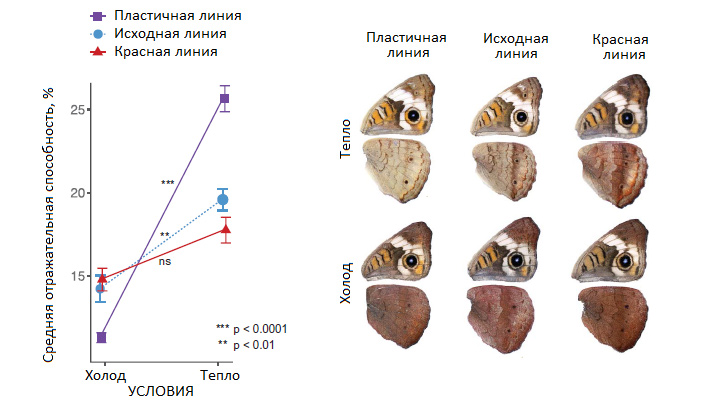Рис. 2. Яркость окраски крыльев при выращивании в «летних» и «осенних» условиях