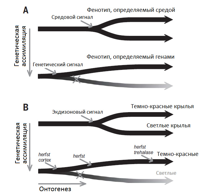 Рис. 4. Механизм генетической ассимиляции в теории и у конкретных бабочек