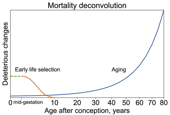 Рис. 2. Признаки старения и вызванную ими смертность можно обнаружить еще в самом начале эмбрионального развития