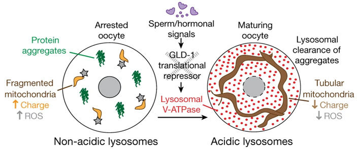 Рис. 3. Активация лизосом в готовящемся к оплодотворению ооците лягушки Xenopus laevis