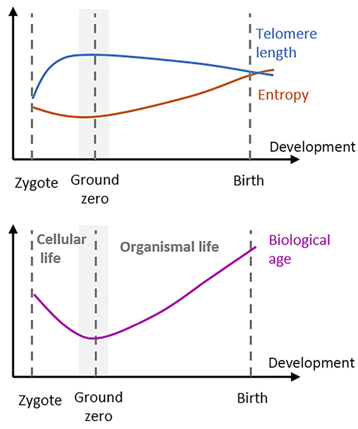 Рис. 4. Нулевая точка старения по Гладышеву