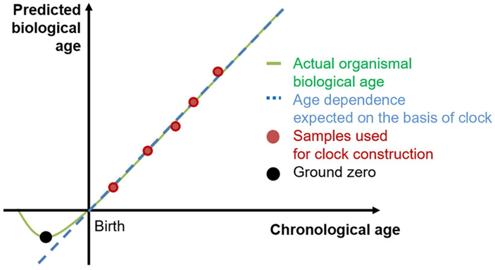 Рис. 5. Экстраполяция графика для биологического возраста