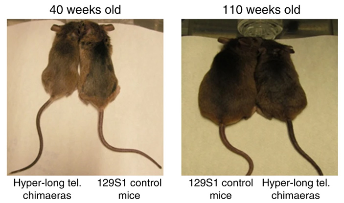 Рис. 8. Мыши со сверхдлинными теломерами