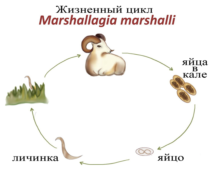 Рис. 3. Жизненный цикл геогельминта