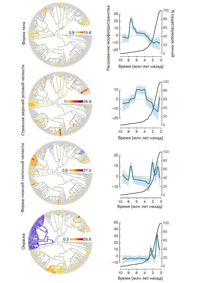 Рис. 2. Скорость эволюции различных морфологических признаков