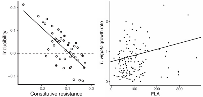 Рис. 5. Трейдофф (отрицательная зависимость) между индуцированной и постоянной защитой от фитофагов у золотарника высочайшего