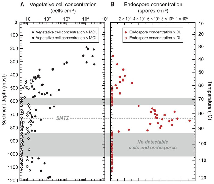 Распределение вегетативных клеток и спор в образцах из скважины