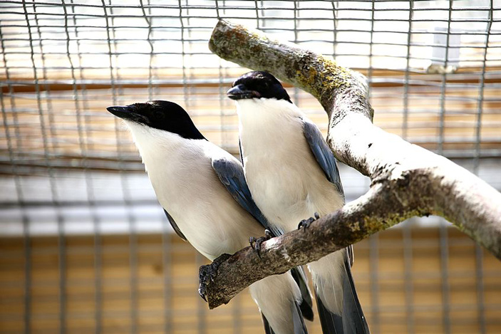 Рис. 1. Голубые сороки (Cyanopica cyana) — «участницы» экспериментов по изучению просоциального поведения
