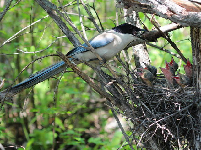 Рис. 3. Голубая сорока у гнезда с птенцами