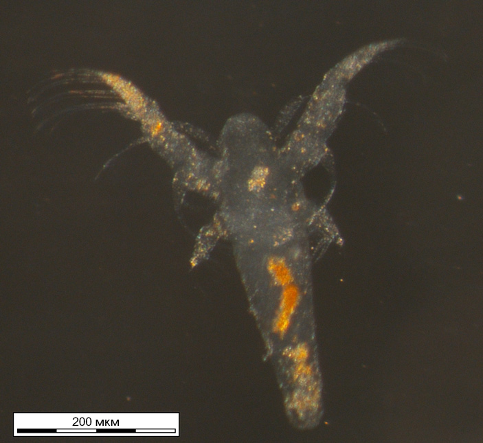 Рис. 1. Науплий артемии (Artemia salina)